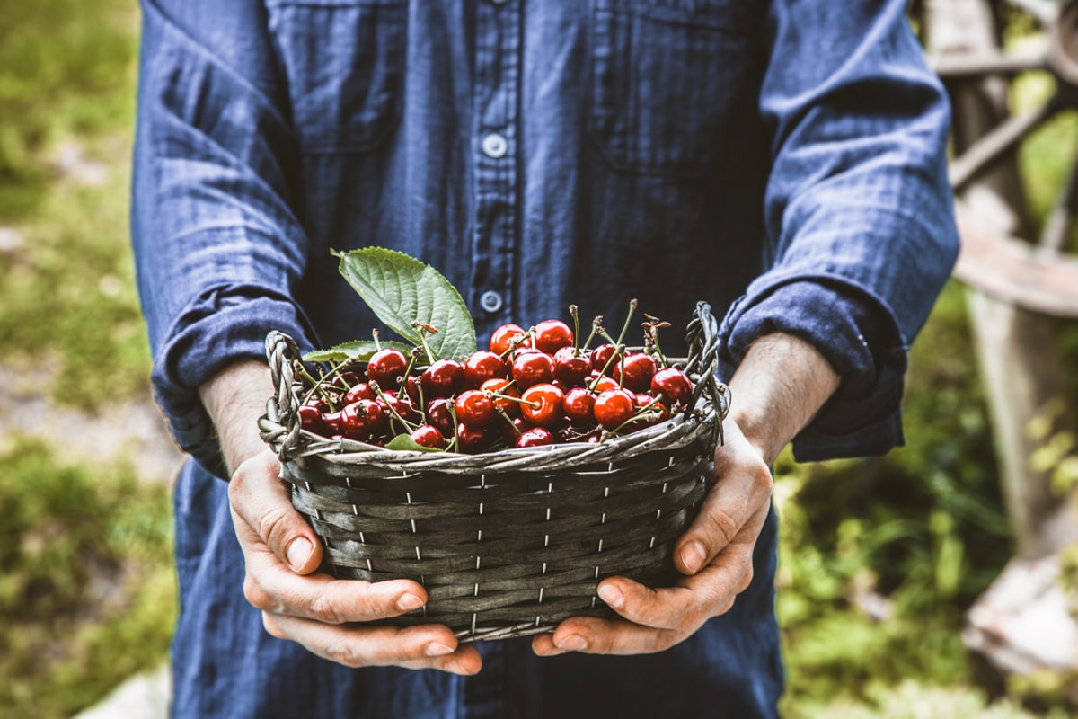 harvesting-cherries-1200-800-min