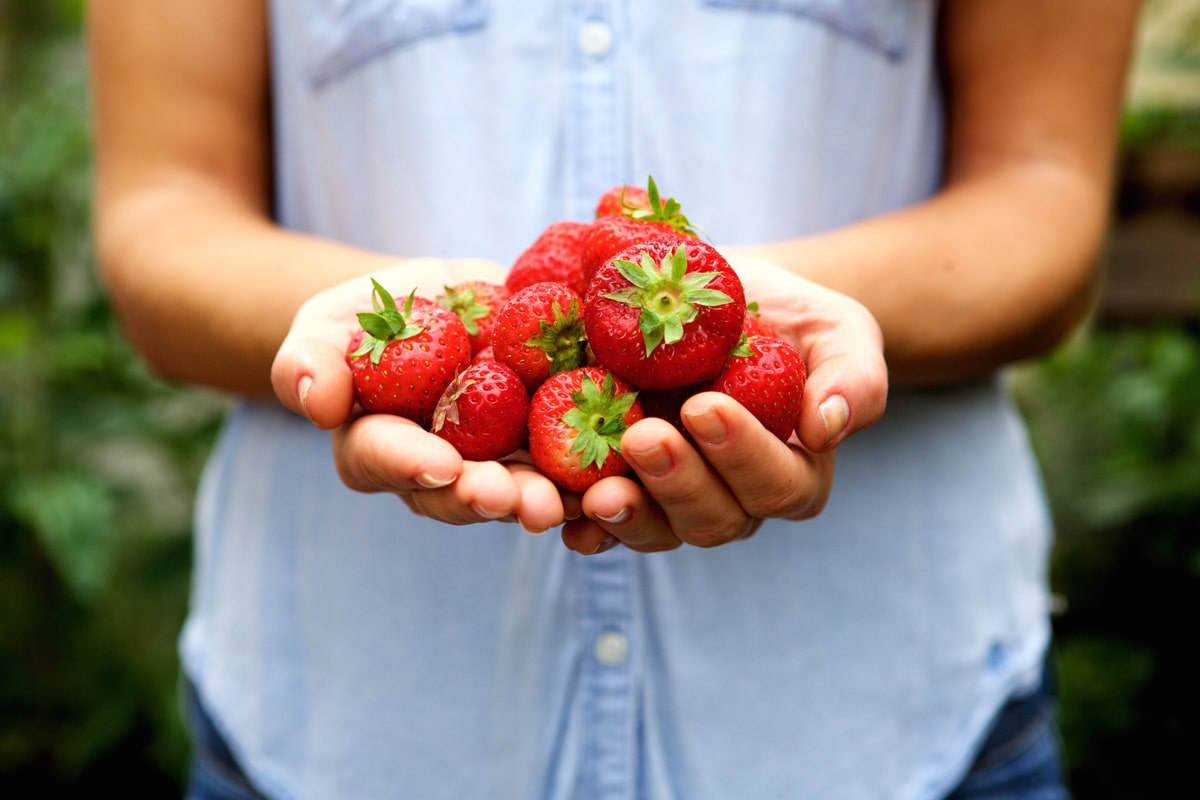 harvesting-strawberries-1200-800-min