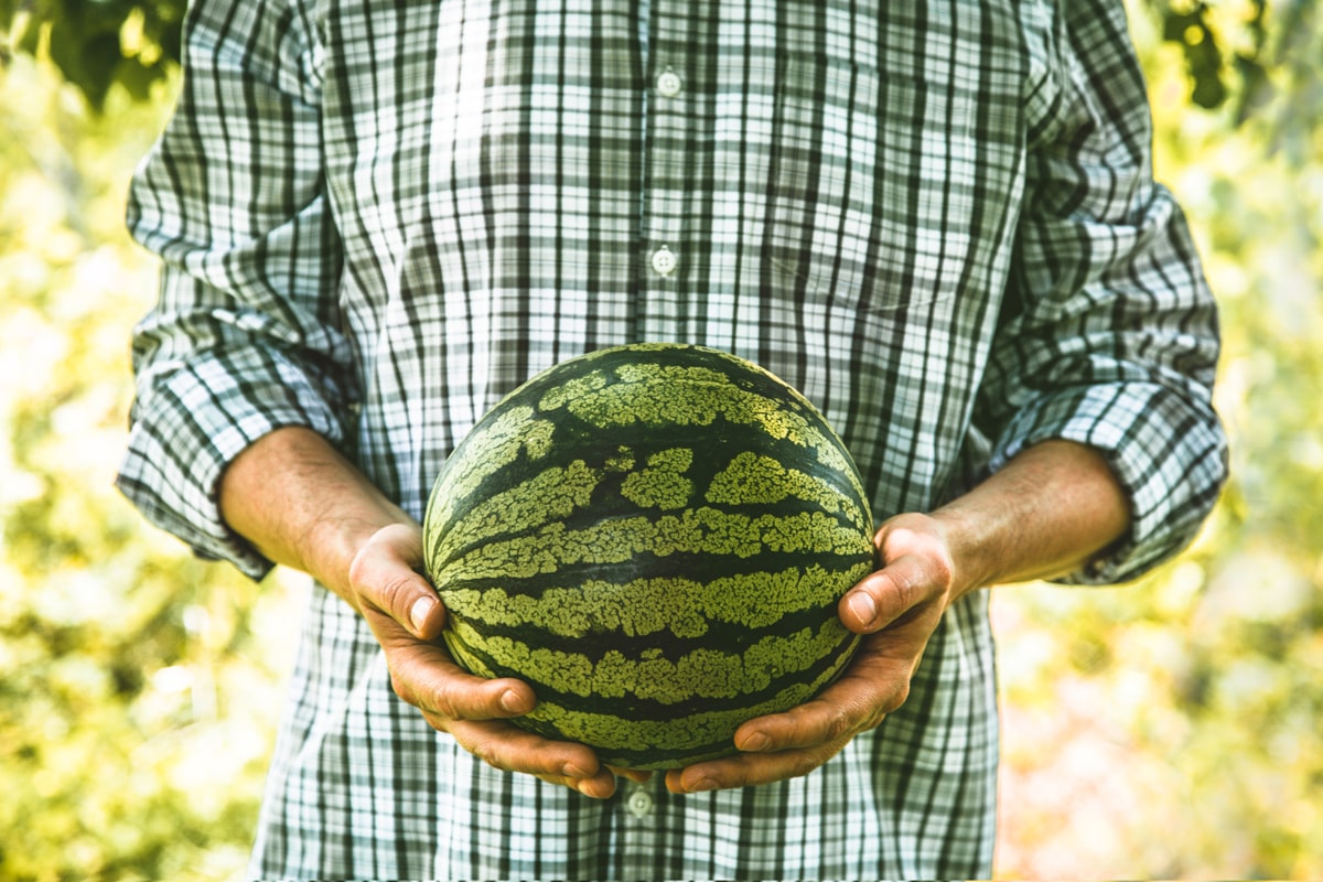 harvesting-watermelon-1200-800-min